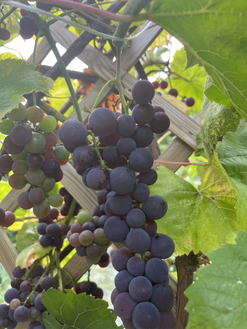 winogron